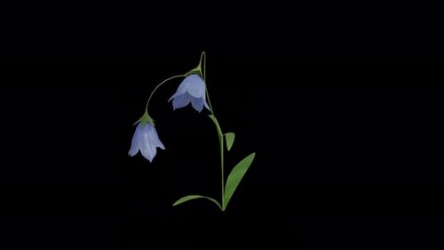 Campanula Plant blowing in the wind. Wind blows Flowering Plant. Alpha Channel. Loop Animation