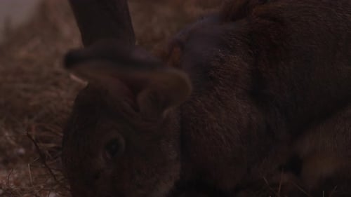 Darkcolored Rabbits on the Farm