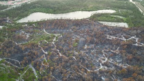 Black Dead Vegetation Burnt Down After Forest Fire Destroyed Florida Jungle Woods Ground Covered