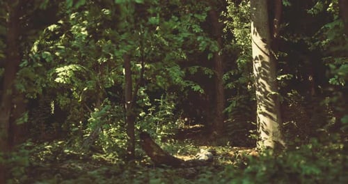 Sunlight Filtering Through Trees in a Tranquil Forest Setting for Relaxation
