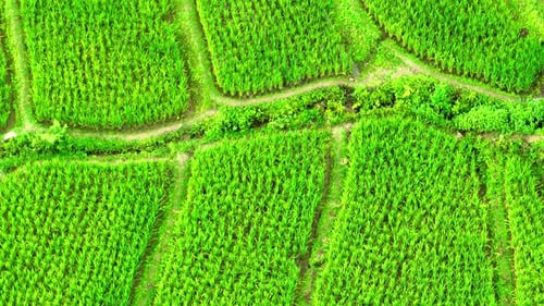 A sea of vibrant green rice terraces.
