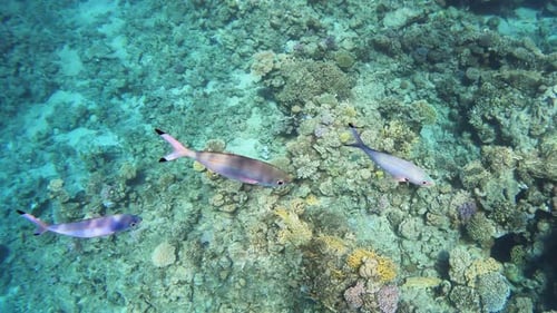 Underwater Colorful Tropical Fishes. colorful corals and exotic fishes at the bottom of the red sea