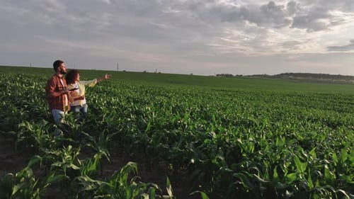 Standing, conception of quality control. Man and woman are on the corn agricultural field.