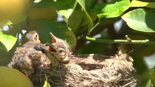Three Baby Birds Waiting to be Fed