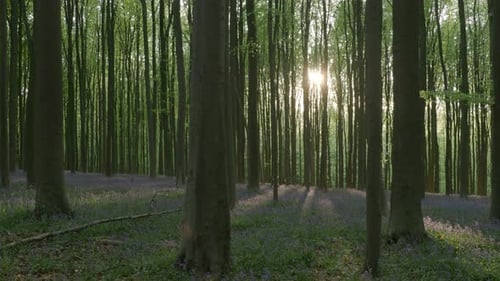 Mystischer malerischer Wald mit Bluebell-Blüten als Teppich auf Waldboden bei Sonnenaufgang in Deutschland