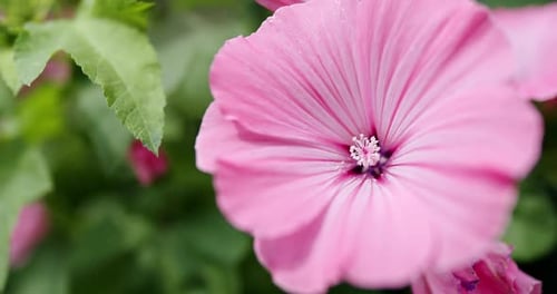 Close Up of Vibrant Pink Flower in Garden