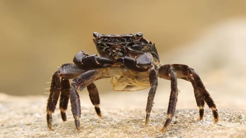 Close-Up View of a Crab Walking on Rock