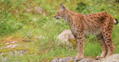 The Eurasian lynx (Lynx lynx) in the forest.