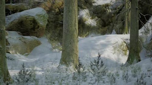 Winter Forest Landscape with Panning Camera