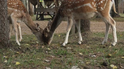 Roe deer with spotted color eating grass and walking in the park close up slow motion