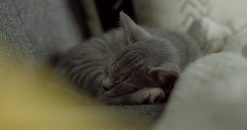 Grey Kitten Sleeping Peacefully at Home