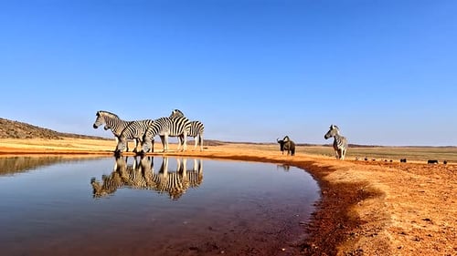 Zebras and Wildebeest at a Watering Hole
