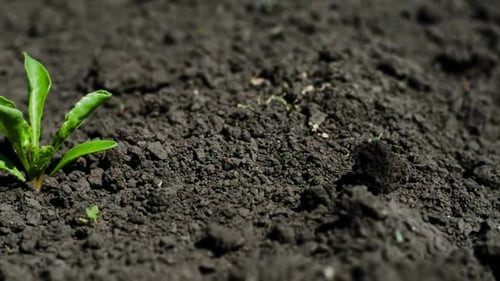 Small Green Plant Growing in Soil