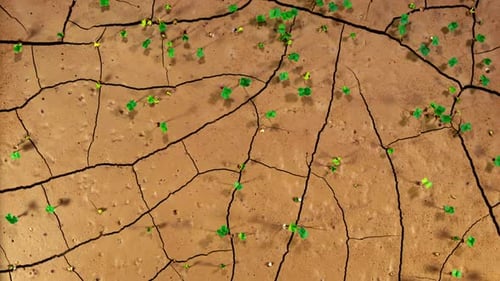 Salad Seedling Grow on Desert Cracked Soil in Time Lapse. Symbol of Climate Change and Drought
