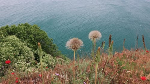 Growing Common Dandelion At Cape Kaliakra Nature Reserve In Black Sea Coast, Bulgaria. High Angle