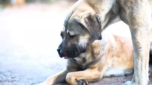 Dog Sniffing a Dog Lying Down