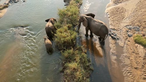 Afrikanische Elefantenkuh und Kälber im Fluss, Krüger-Nationalpark