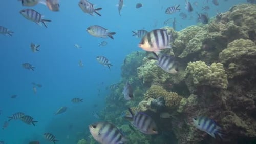 Colorful tropical reef fish - school of sergeant major fish beneath a coral with the sun behind
