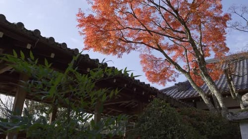 Stunning slow motion scenery at Japanese temple grounds with bright red maple color tree