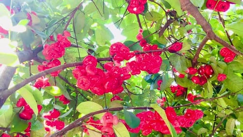 water guava fruit