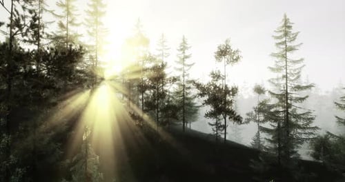 Sunlight Filtering Through Trees in a Serene Forest Landscape at Dawn