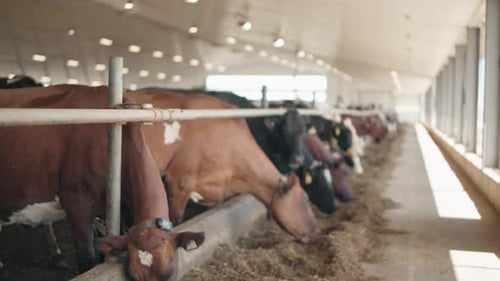 Herd Of Cows Eating Hay In Cowshed On Dairy Farm - rack focus