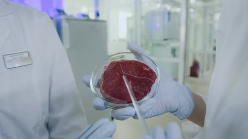 Scientists Analyzing Meat in a Petri Dish