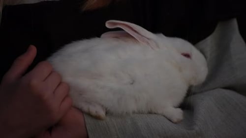Holding Scared White Baby Rabbit Gently in Hands Fearful Animal Close Up