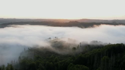 Foggy Forest Landscape Aerial at Sunrise