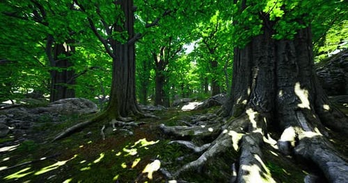 Lush Green Forest with Towering Trees and Sunlight Filtering Through Leaves