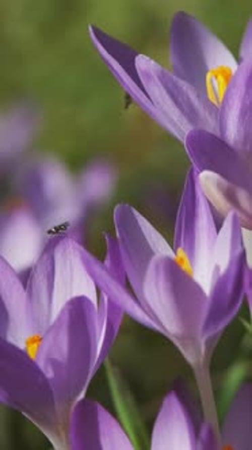 Flowering crocus spring flowers