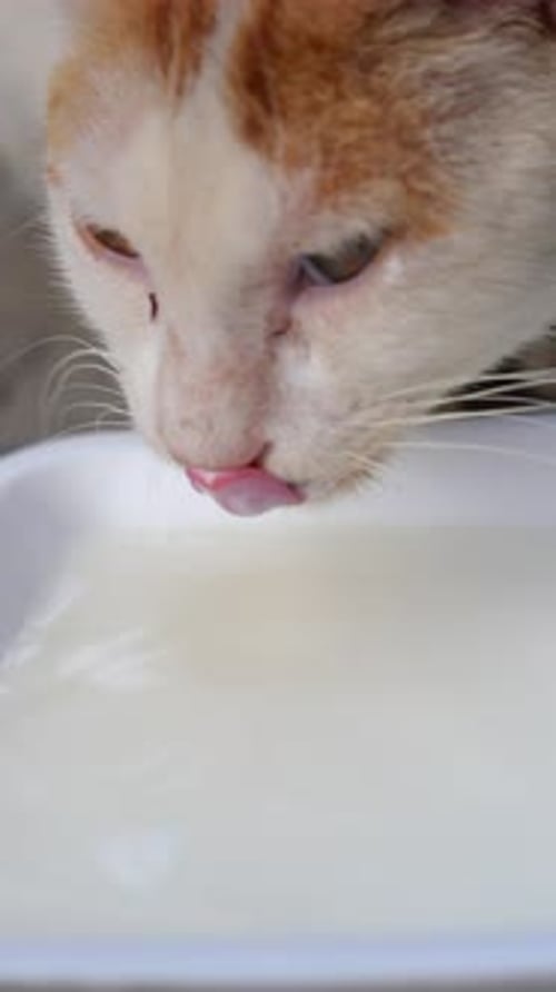 Cat Drinks Milk from Bowl Close Up