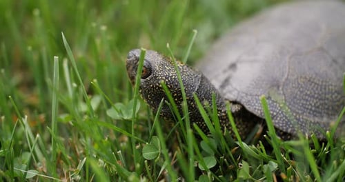 Tortue jetant un coup d'œil à travers l'herbe en gros plan