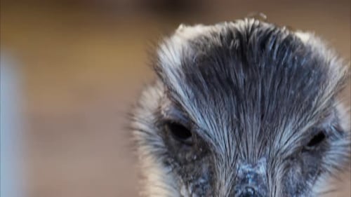 Close up of an ostrich's head on a blurred background