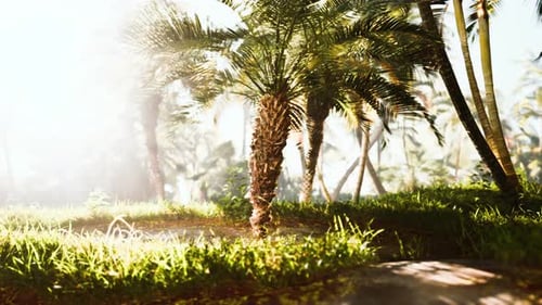 Palm Oil Plantation Growing Up