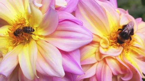 Bumblebee on a large yellow-pink dahlia flower in the autumn garden