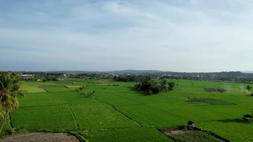 Paddy field