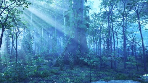 Rays of the Sun Break Through the Green Forest Foliage