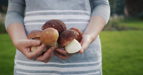 Woman Holds Freshly Picked Porcini Mushrooms