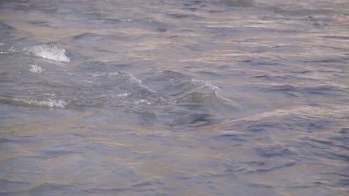 50 FPS Whirlpool of Stream Flows in a River on a Bright Day