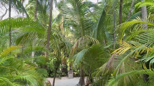 Green palm trees and other plants growing on tropical beach. Camera moving up
