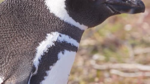 Super Closeup of a Magellanic Penguin showing its texture from head to toe