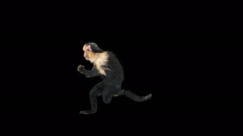 White Faced Capuchin Monkey Walking with Alpha Channel