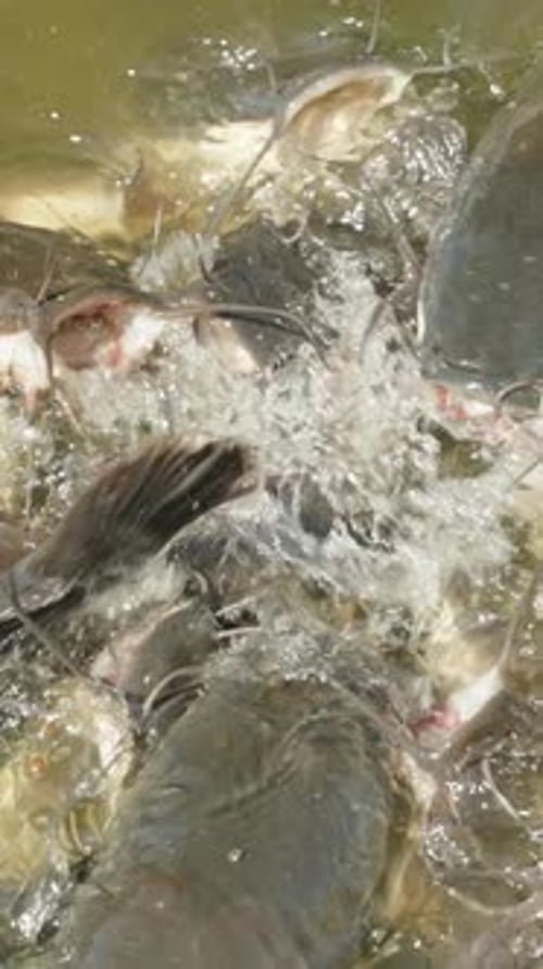 Vertical video. Close View of Many Catfish Opening Mouths and Splashing in Murky Water While Food is