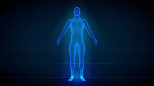 Futuristic Digital Scan of Human Anatomy and Organ Systems