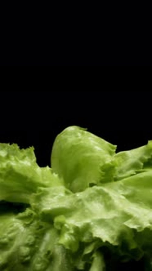 Close Up of Fresh Green Lettuce Rotating Isolated on Black Background Healthy Food Concept Stock