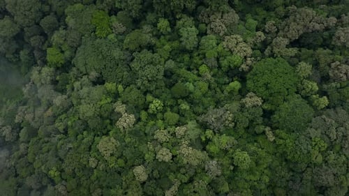 Aerial View of Dense Green Tropical Rainforest Canopy