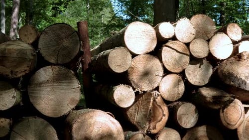 Des rondins de bois dans la forêt pendant la journée à Koleczkowo, en Pologne. - Panning Shot