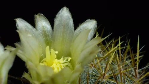 Cactus Flower Bloom Opening Close Up
