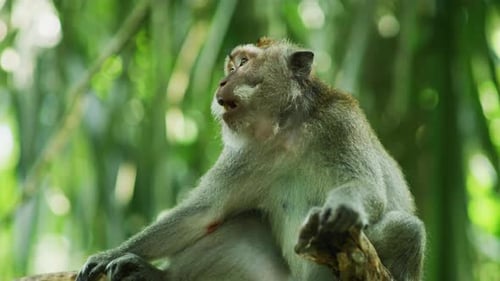Long-tailed macaque at Sacred Monkey Forest, Bali